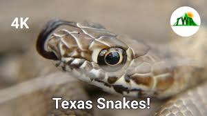 The western coachwhip is a large, slender snake averaging 4 to 6 feet in length. The Desert Snakes Of Texas Pt 2 Coachwhip Encounter 4k Youtube
