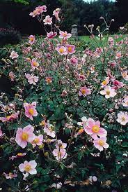 Bloem gele anemoon bloeit vanaf maart tot en met mei. Herfst Anemoon Planten Anemoon Tuinplanten