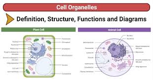 Molecular Expressions Cell Biology: Endosomes