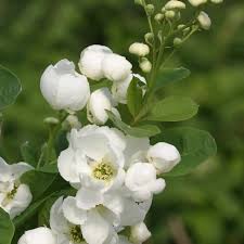 Image result for Exochorda