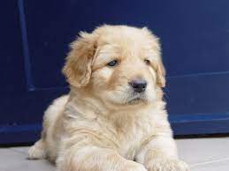 blond hovawart puppy 3 honden foto s honden hondenspullen