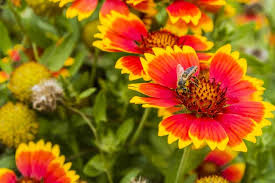 Native americans view sunflowers as a symbol of harvest and bounty. 17 Different Types Of Gaillardia Flowers Home Stratosphere