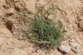 Image result for Carrichtera annua