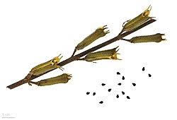 Image result for Ceratotheca sesamoides