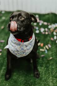 Check spelling or type a new query. Bt1 Spca Of Texas