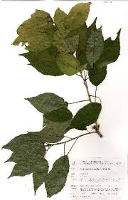 Image result for Alchornea laxiflora