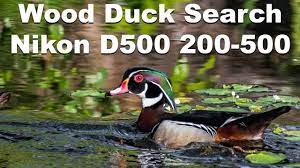 Searching For Wood Ducks With The Nikon D500 And The Nikkor 200 500mm Lens Wood Ducks Wildlife Photography Nikon D500
