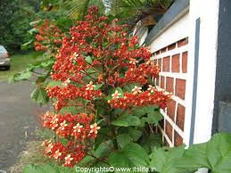 Plants C Clerodendrum Page 10 Plants Planting Flowers Flowering Shrubs