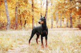 Der dobermann hat jedoch darüber hinaus auch eine enge verbindung zu angst und gefahr. Der Gesunde Dobermann Vom Aussterben Bedroht Hund Ch