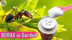 Phosphorus, sulfur, potassium, calcium, magnesium, boron, zinc, copper, manganese, iron, molybdenum, chloride,. Borax In Gardening As A Fertilizer And Ant Control Borax Ant Bait Recipe Youtube