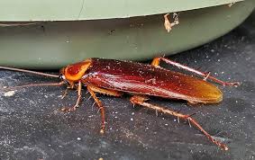 Affordable pest control inc provides quick and reliable pest control services in fairfield. Blog Can Pest Control Get Rid Of Roaches Triangle Exterminators
