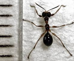 Image result for Gonatopus