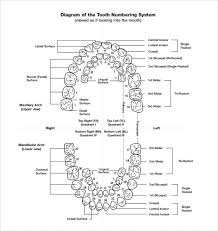 Sample Teeth Chart Template 10 Free Documents Download In Pdf