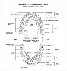 sample teeth chart template 10 free documents download in pdf