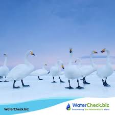 Birds Of The Same Feather Flock Together Meme Birds Of A Feather Flock Together Marchforwater Naturesgift Http Watercheck Biz Photo Splash Photo Bird Feathers