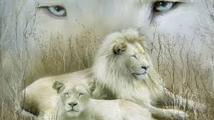 Find the best white lion wallpapers on getwallpapers. White Lions Wallpapers Wallpaper Cave