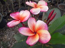 Plumeria Orange Flames Plumeria Planting Flowers Tropical Tree