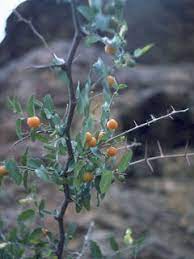 The smaller, duller green tree in front at left is a velvet mesquite, a frequent associate of netleaf hackberry in the sonoran desert. Celtis Ehrenbergiana Desert Hackberry Native Plants Of North America