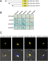 See the best & latest uob fd promotion 2019 coupon codes on iscoupon.com. Ectopic Expression Of Arabidopsis Fd And Fd Paralogue In Rice Results In Dwarfism With Size Reduction Of Spikelets Scientific Reports
