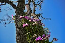 Maybe you would like to learn more about one of these? How Much Light Do Orchids Need Brilliant Orchids