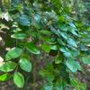 Image result for Diospyros natalensis