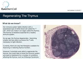 Image result for Thymus