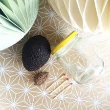 Je Mange Et Je Cultive Avocat Cultiver Faire Pousser Un Avocatier Avocatier