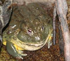 African bullfrog - Wikipedia