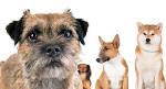 Border Terrier Mixes - Find Out The Most Popular Hybrids