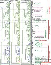Image result for Selaginella lewalleana