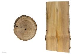 Image result for Vitex mossambicensis