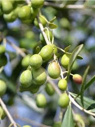 Tüplü zeytin fidanı çeşitleri ve özellikleri hakkında bilgilendirme. Zeytin Fidani Cesitleri