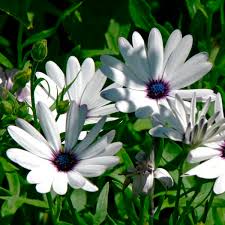 Find images of african daisy. Arctotis African Daisy Arctotis Venusta My Garden Life