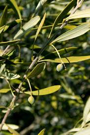 Image result for Olea chimanimani