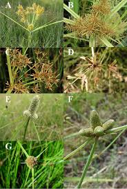 Image result for Kyllingiella microcephala