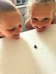 Can you identify this animal found in an Indianapolis kitchen sink?