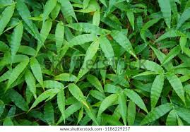 Image result for Oplismenus undulatifolius