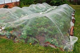 Image result for strawberries in a net