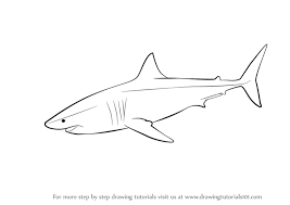 Learn how to draw great white shark pictures using these outlines or print just for coloring. Learn How To Draw A Great White Shark Fishes Step By Step Drawing Tutorials