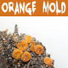 Yellow mold get rid of the mold on house plant soil yellow mushrooms in potted plants get rid of mold on houseplants control fungus gnats with cinnamon how. 1