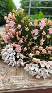 Image result for Bouvardia longiflora