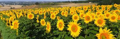Sunflower is the common name for any of the plants of the genus helianthus of the flowering plant family asteraceae (known as the aster, daisy, or sunflower family). Home International Sunflower