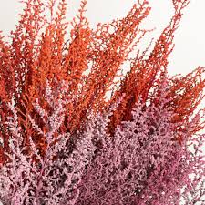 Image result for Stoebe vulgaris