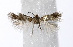 Image result for Stigmella confusella