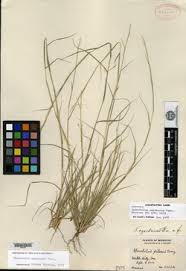 Image result for Sporobolus myrianthus