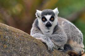 Ring Tailed Lemur Ani 123 Animal Photography Fine Art Etsy Lemur Miniature Cattle Mini Cows