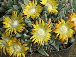 Image result for Nananthus vittatus