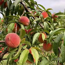 Image result for Prunus persica
