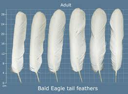 Soon these feathers along with the 21s coordination, muscle development, flappercizing and innate abilities will be used for their final nestling. Feathers Pass The Feather