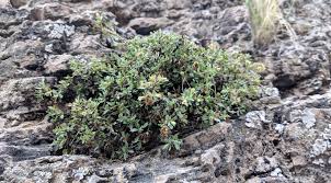 Image result for Craspedorhachis